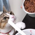 保護猫を救う缶詰め