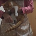 猫ちゃん専用エプロンを使ってみた！猫ちゃんたちの反応は？