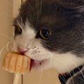 棒付きのおやつを猫にあげていると…まるで人間のような『驚きの食べ方…