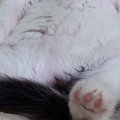 ハンモックの上で『おっさん座りをしていた子猫』→成長した結果…思わず笑…