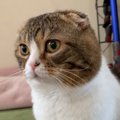 甘えていたんじゃないの！？飼い主さんを噛んで去ってしまう猫さん