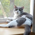 猫に『おむつ』が必要になるシーン5選と慣らし方　高齢になってからとは限…