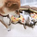 うっかり調子に乗っちゃった！柴犬にケンカを売った子猫に教育的指導…