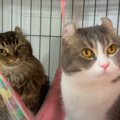 『不機嫌になったママ猫』に…パパ猫がとった『優しさあふれる行動』が感動…