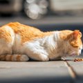 保護した愛猫に別の「飼い主」が！裁判で争われた「猫の親権」　ニュージ…