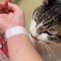 興奮して飼い主の腕を噛んでしまった猫…後に見せた『まさかの行動』が…