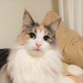 愛猫に好きなごはんを聞いてみた！｜LAYLAのペットリーディング