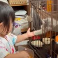 子猫が女の子と『ケージ越し』で遊んだ結果…仲良く『じゃれあう』光景…