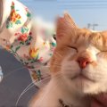 『おうちにおいでよ！こたつあるから』野良猫に声をかけた日から5年…愛に…