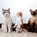 猫の『顔のかたち』は3タイプ！それぞれの特徴や性格、よく見られる猫…