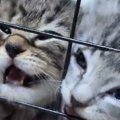 ケージの中で必死に鳴く『2匹の子猫』→顔を押し付けすぎてしまい…まさかの…
