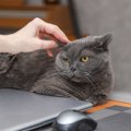 猫の『耳が熱い』かも？と思ったら…考えられる5つの原因　普段から触…