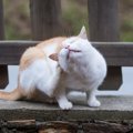 野良猫を触った後手洗いをしたほうがいい5つの理由