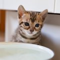 猫が水を飲んでくれない……夏を迎える前に整えたい猫の『水飲み対策』8つ