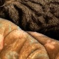お父さんといっしょに眠る猫→『おてて』に注目すると…可愛すぎる光景に1万…