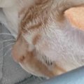 『愛と捉えて良い？』眠っていると、そばにやってきた猫→飼い主動揺の『ポ…