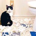 「現行犯逮捕じゃーーーっ！」トイレで起きた猫のあるある行動に2万人が共…