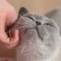 ツンデレ猫が飼い主に甘えたくなる瞬間とは？4つのシーンと、愛猫の気…