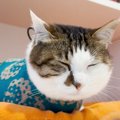 ママの仕事を監視する猫→眠さが限界を迎えて…あまりにも可愛すぎる『…