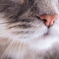 猫の『嗅覚』にまつわる秘密5選　優れた能力から驚きの機能までご紹介