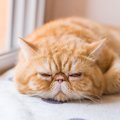 『あまり鳴かない』ことで知られる猫種5選　お迎え前に知っておきたい…