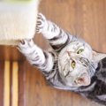 猫には『恥ずかしい』という気持ちはあるの？気まずさをゴマかすような仕…