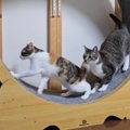 キャットホイールで遊ぶ猫たち→1匹が動き出したら…『まさかの展開』に…