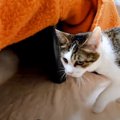 元野良猫が『こたつ』を見たときの反応…戸惑いながらも心温まる結果に…