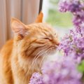 猫がわざと人の足を踏んづけるのはなぜ？３つの理由