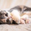 猫が『欲求不満』に陥っているサイン5選　猫に不満を溜めさせないための予…