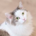 猫を振り向かせる4つの秘訣　どうしても無視できないモノに注目！