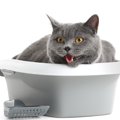 なぜ？猫が『ウンチの前後に鳴く』3つの理由　何かトイレに不満でもあ…