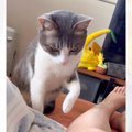 突然じーっと見つめてきて何かと思ったら…猫が見せた『まさかすぎる行…