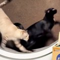 キャットホイールで2匹の猫が『仲良く走ってる』と思ったら…予想外の…