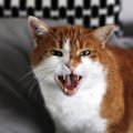 獣医師院長に聞いた！動物病院での猫のストレスサイン5選