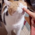 新年から甘えまくる三毛猫が可愛すぎると話題に…『全てが癒やし』『フ…