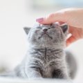 猫から飼い主さんへの『愛情表現』気が付いていますか？