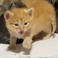 お母さん猫のところにいた赤ちゃん猫→『おいで』と呼ばれると…キュンとく…