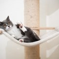 猫が『ハンモック』でくつろぐ理由4つ　安全を守るための注意点から選び方…