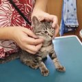 子猫達の性別がいよいよ判明！！