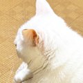 向かい合う2匹の猫→片方をよく見ると…思わず二度見する『驚きの光景』…