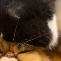 『同居猫を襲っている』と思ったら…まさかの行動が可愛すぎると16万再…