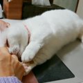 邪魔しに来る猫さん！かわいいから許す！