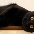 くつろぐ場所違くないですか？…まさかの場所で『黒猫が寝そべっていた光景…