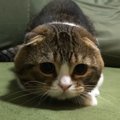 右左右左！素早く猫じゃらしを追うかわいい猫さん！