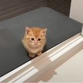 子猫を初めてお風呂場に入れてみた結果…尊すぎる光景にノックアウトす…