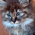 家の中に侵入してきた『天使のような子猫』→少しずつ距離が縮まって…心温…