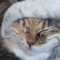 子猫にしつこく絡まれる先輩猫→『我慢の限界』に達した結果…衝撃の光景が8…