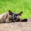 サビ猫の里親になりたい！注意する事や必要な物