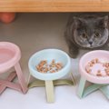 猫に使ってはいけない『食器』4選　避けるべき理由から選び方のポイントまで